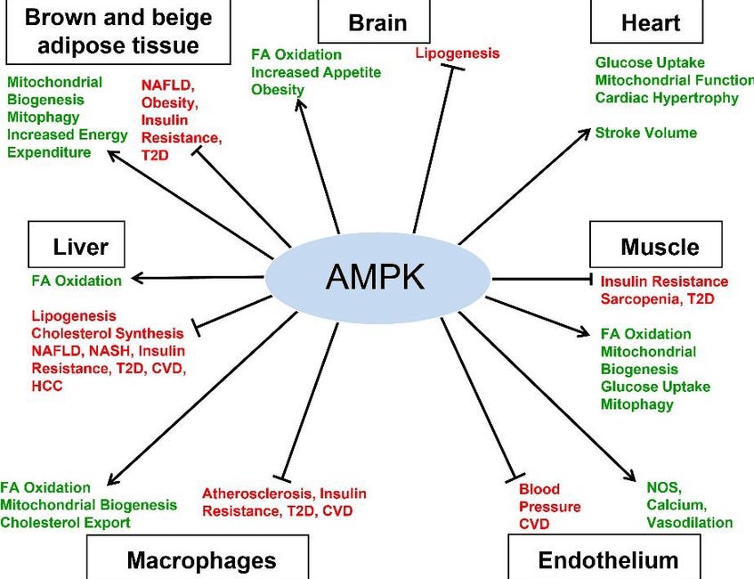 Natural Alternatives to Metformin?