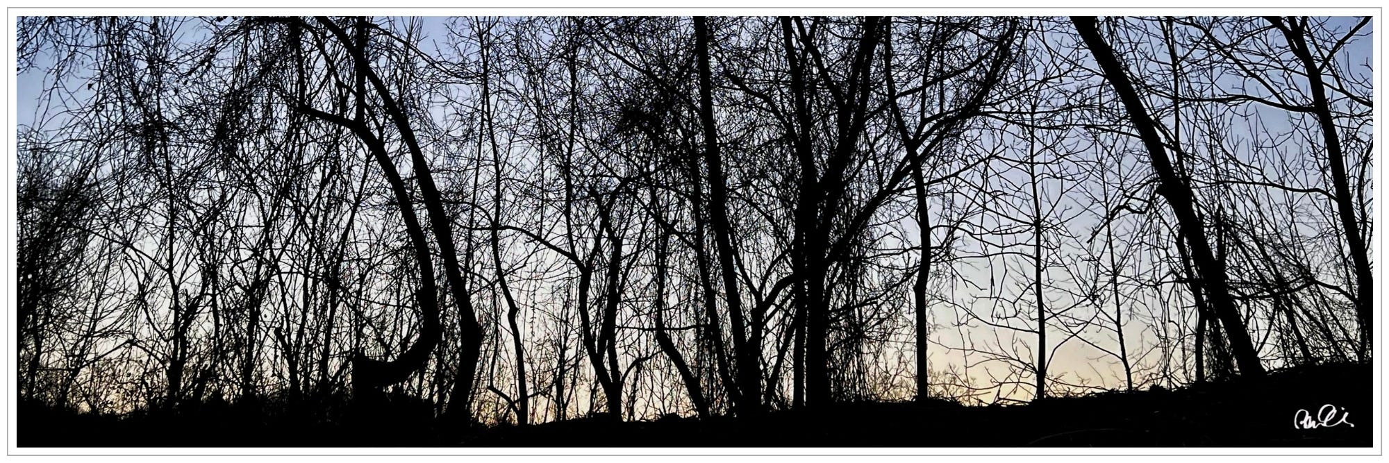 entangled empty branches & trees, sunset