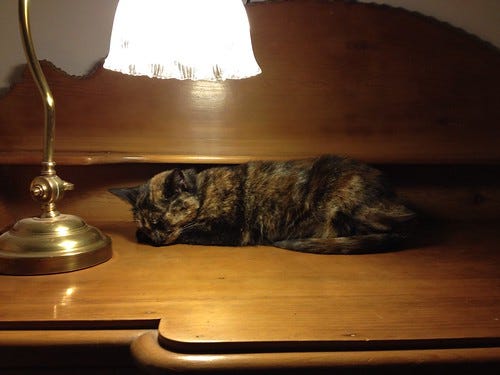 Artemis cat bedtime Artemis cat bedtime