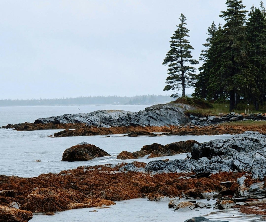 a lone tree stands on a rocky shore