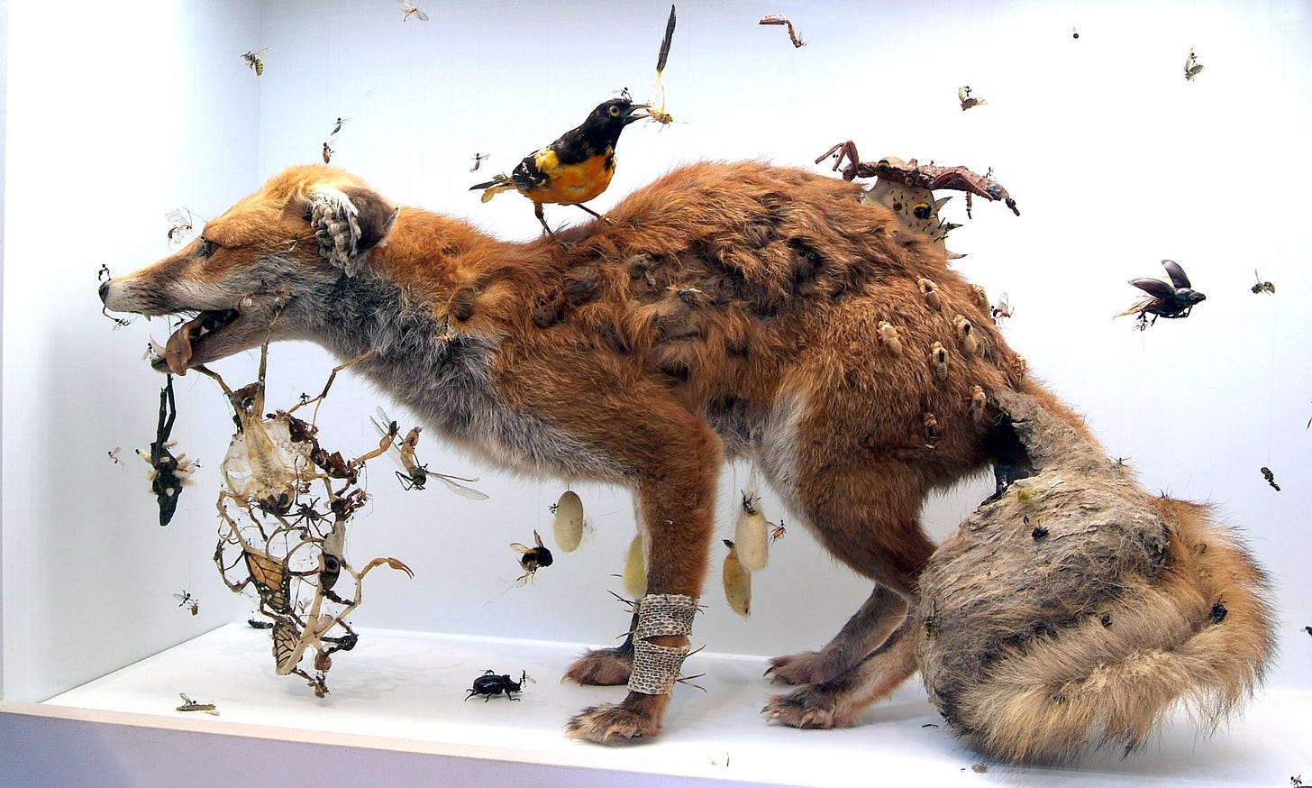 Tessa Farmer – Blogs from the Natural History Museum