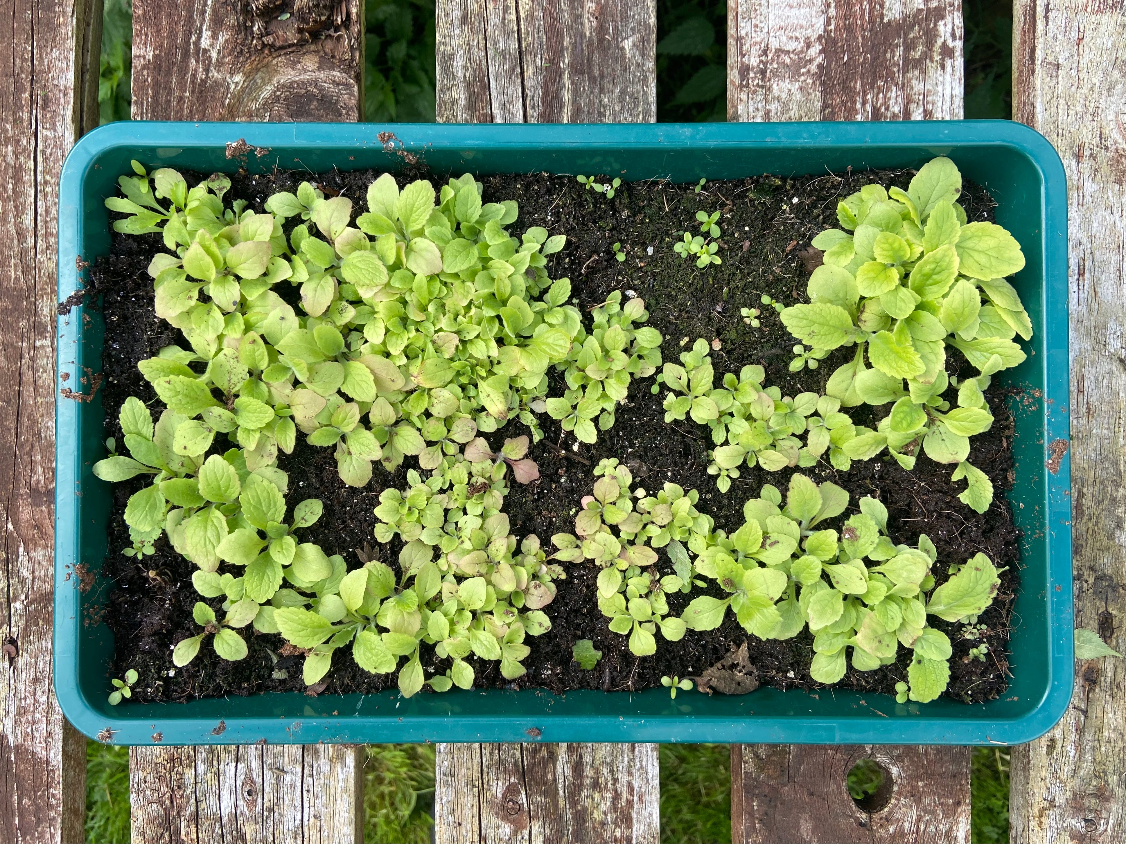 Wild foxglove seedlings sown onto the surface of peat free compost