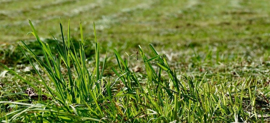 green grass field during daytime green grass field during daytime