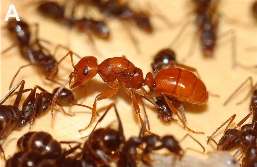 A large red slaver ant, surrounded by many, smaller, black slave workers
