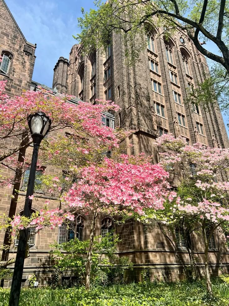college #yaleuniversity #yale #ivyleague #school #university #study  #studygram #student #studentlife #dorm #spring #springtime #flowers #tulips  #cherryblossom #hotgirlwalk #collegelife #degree #beautiful