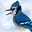 Blue Jay's avatar