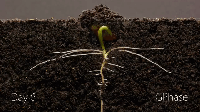 An Amazing Timelapse Revealing a Cross Sectional View of a Sprouting Kidney  Bean Plant Over 25 Days