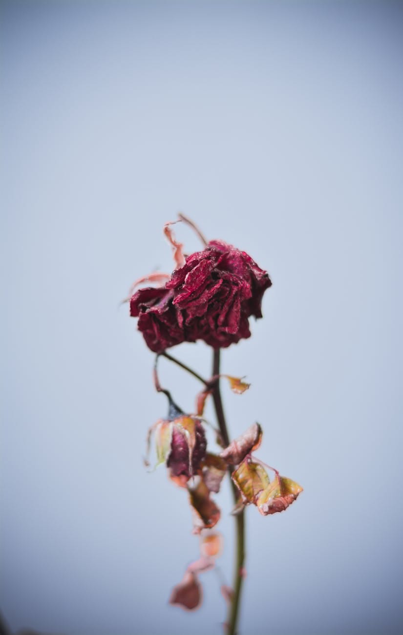 dried red flowers