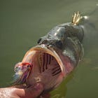If You Love Trout, Take Up Bass Fishing