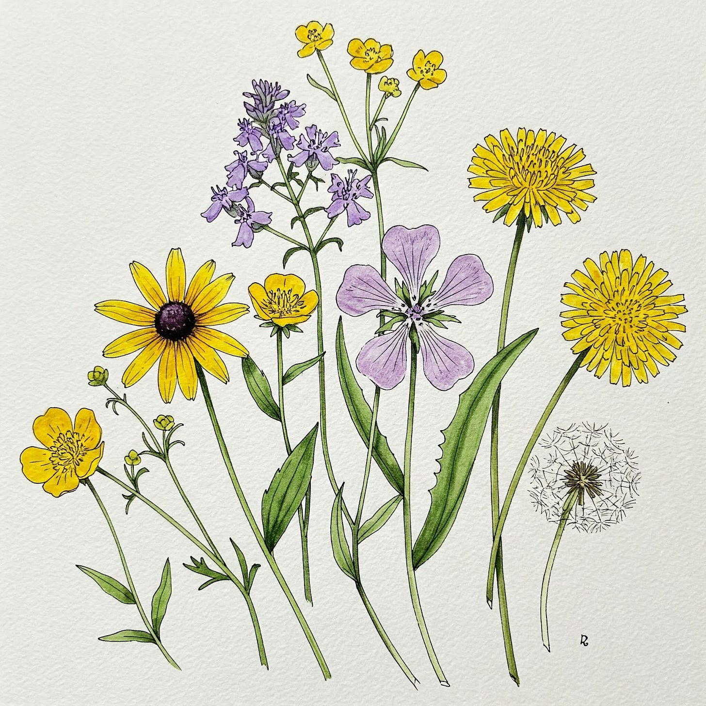 Louisiana wildflowers hanging out together. Louisiana wildflowers hanging out together.