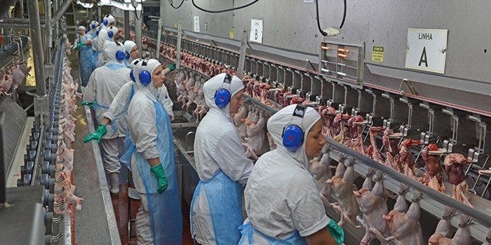 O governo brasileiro já está negociando com países importadores de produtos avícolas a flexibilização das suspensões das compras de carne de frango e derivados do Brasil