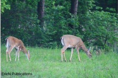 White-Tailed Deer