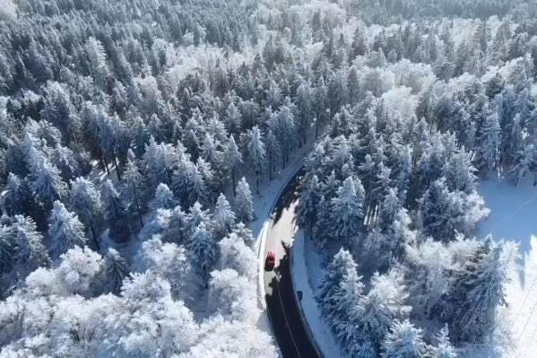 Forests | AP News Forests | AP News