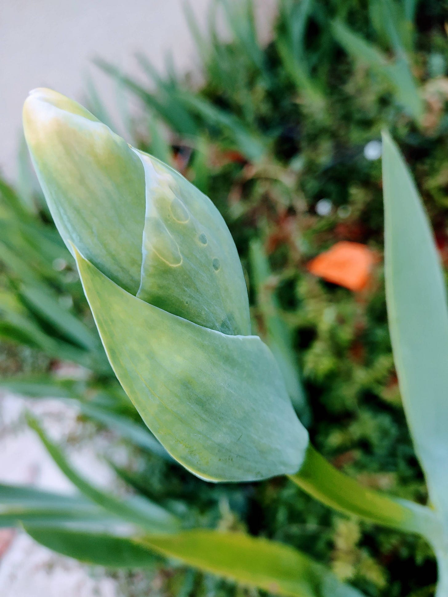 Lily bud in spring with garden in background Lily bud in spring with garden in background