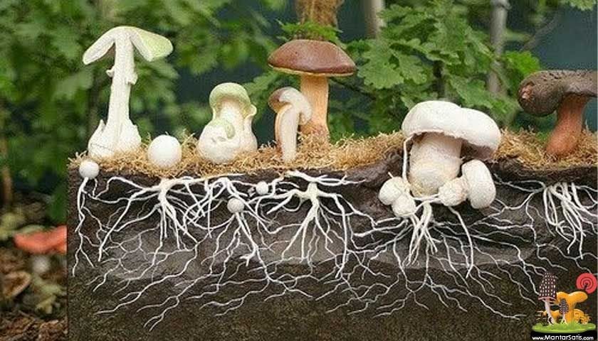 Tohumluk Miselin Elde Edilmesi | Грибы, Растения, Корни