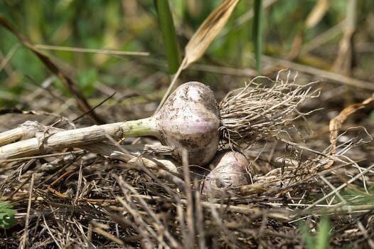 Fresh organic garlic bulbs harvested from a vegetable garden photo