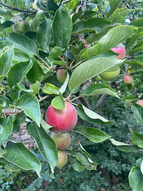 A red apple nestled in green leaves; a white sign on a black box reading 'Plums: £1.00/Bag'; green apples in a green bag, on dry yellow grass
