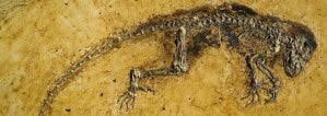 ida_fossil_wide ida_fossil_wide