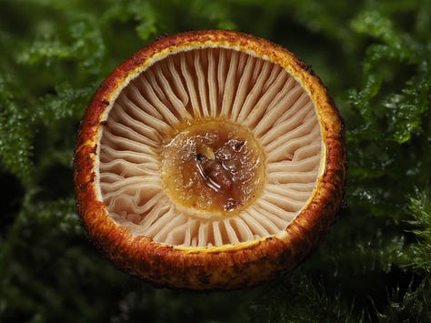 brown mushrooms