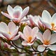 The Loveliness of the Magnolias 