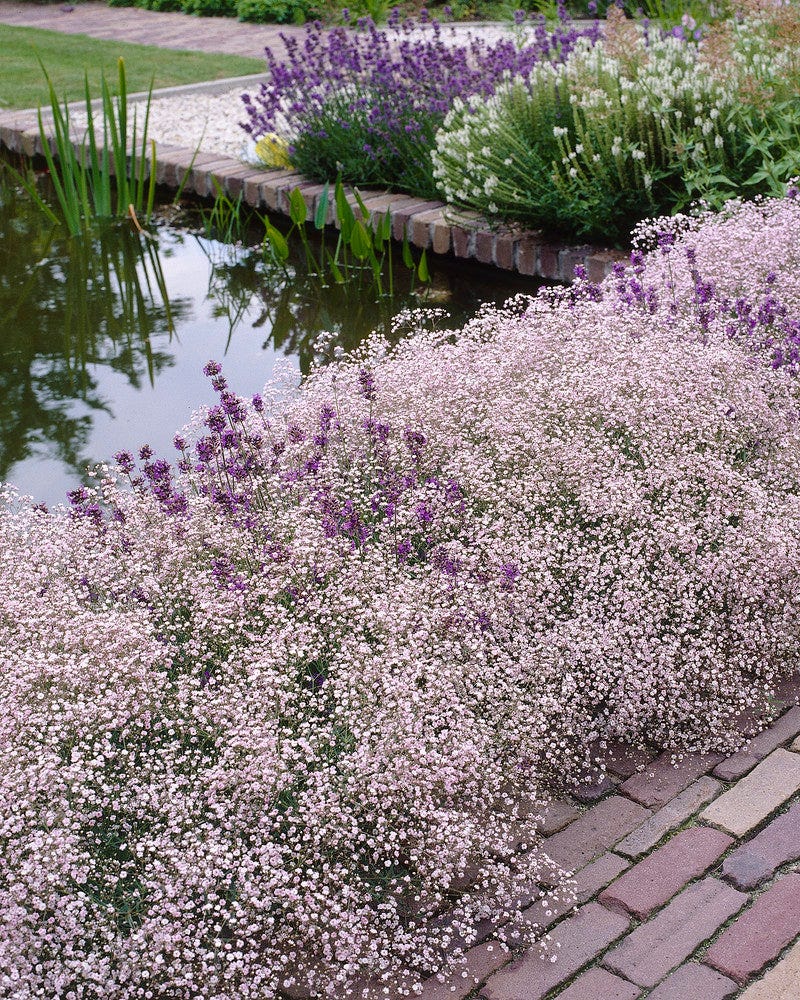 Gypsophila paniculata 'Flamingo' (pink Baby's Breath) bare roots — Buy  online at Farmer Gracy UK