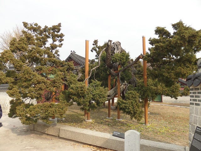 750 Year Old Chinese Juniper Tree at the Secret Garden at Changdeokgung Palace 750 Year Old Chinese Juniper Tree at the Secret Garden at Changdeokgung Palace