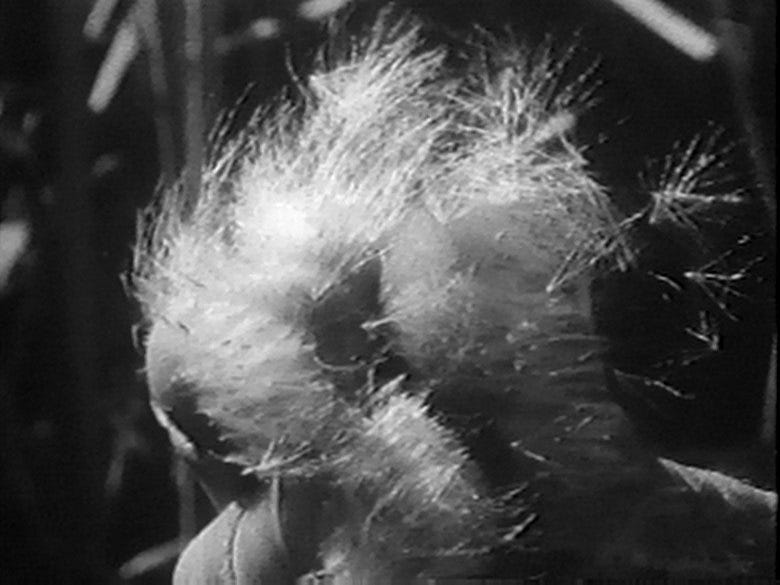 Review of "Sink or Swim," by Su Friedrich, by Fred Camper, from the "Chicago Reader," Frebruary 8, 1991 Review of "Sink or Swim," by Su Friedrich, by Fred Camper, from the "Chicago Reader," Frebruary 8, 1991