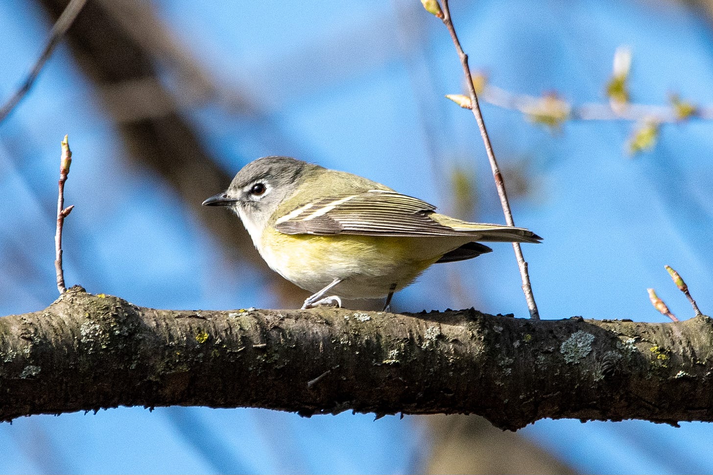 A small bird with wide white spectacles, a bluish head, a greenish back, and yellowish flanks stands in profile on a branch