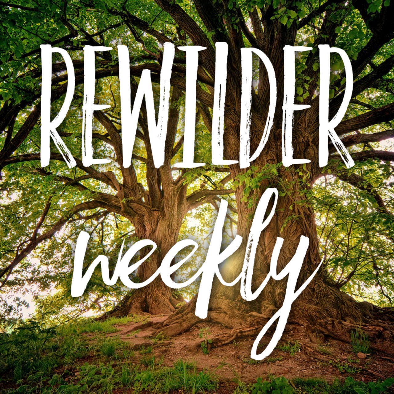 The Rewilder Weekly