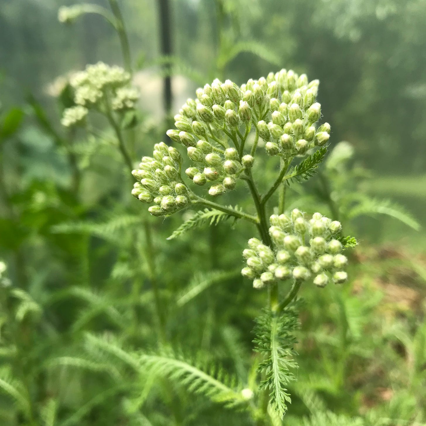 Yarrow flowers just about to blossom.