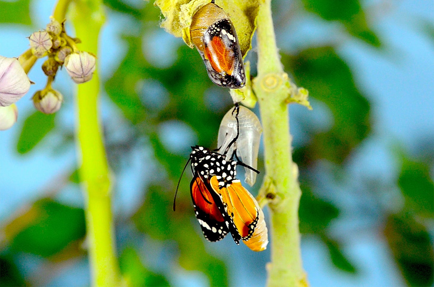 butterflies emerging from crysalis, with green stalks and leaves behind them