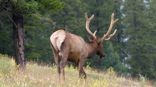 Canmore Alberta Elk