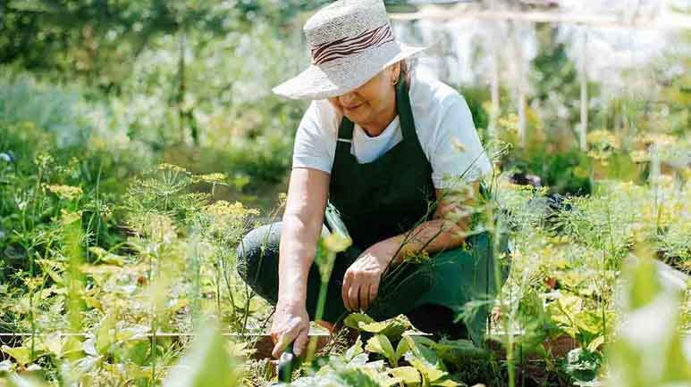 garden therapy garden therapy