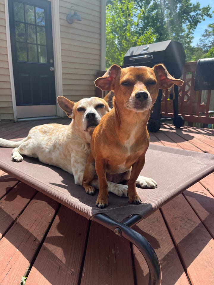a photo of a 25 year-old Laura and a young red cattle dog sitting on a beach / the same red cattle dog 8 years later behind a small redish brown dog