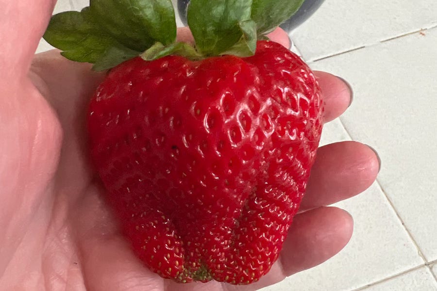 a very large strawberry sitting on someone's hand