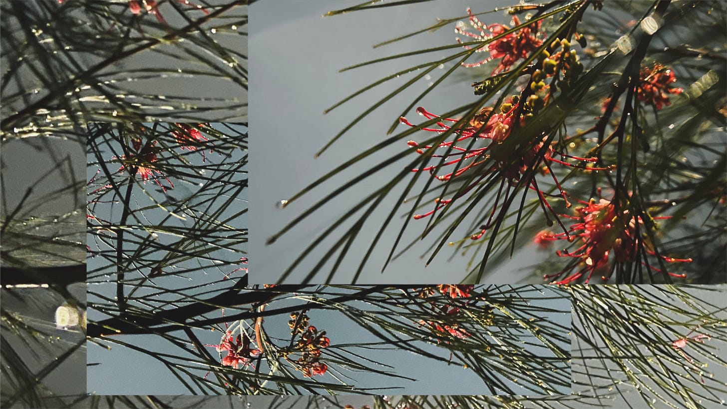 A collage of three photos of a branching, flowering tree.