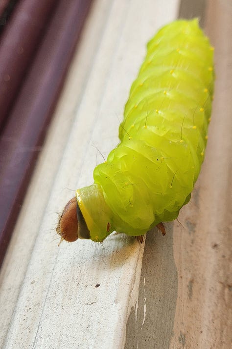Polyphemus moth, caterpillar, coocoon, moth wings