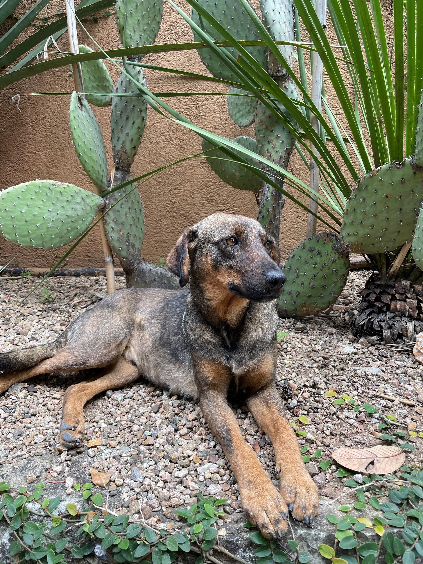 Our dog Tigre sitting underneath a large cactus on a bed of gravel.