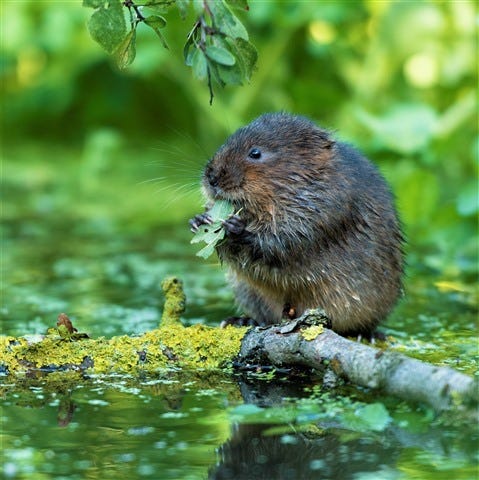 Water vole chewing leaf