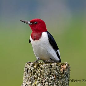 Field Notes: Spring Wildflowers, Returning Birds, and Volunteer Opportunities
