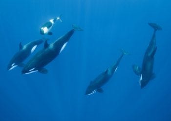 the Bering Sea, Alaska, net entanglement, whale deaths, dolphin deaths, fishing, ghost nets, bycatch, marine connection, NOAA