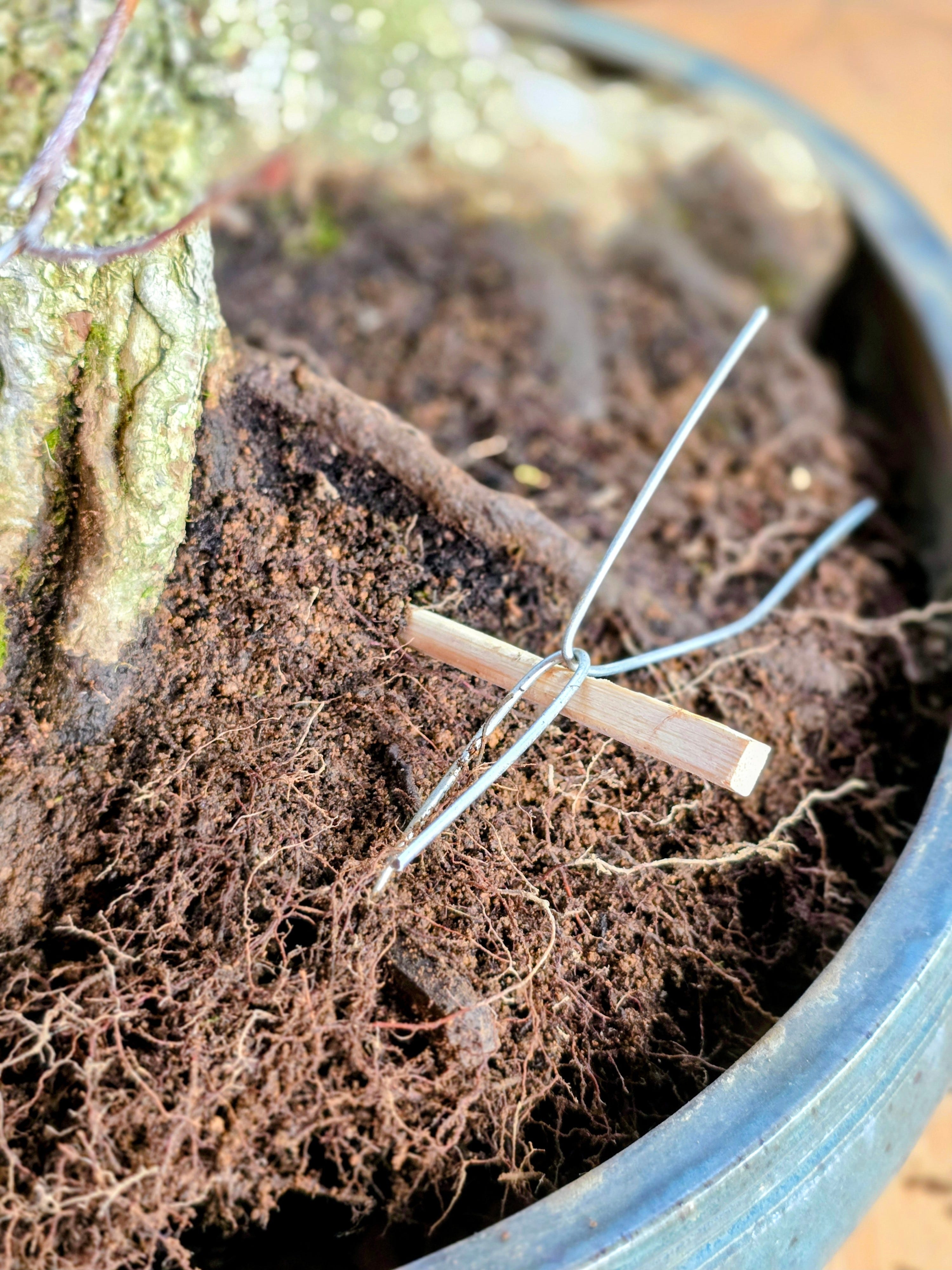 It's bonsai repotting season