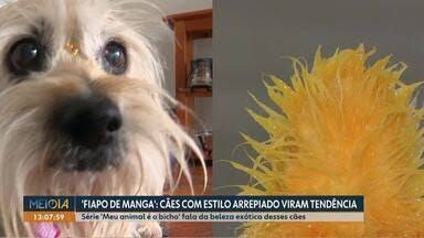 "Fiapo de Manga": cães com estilo arrepiado viram tendência