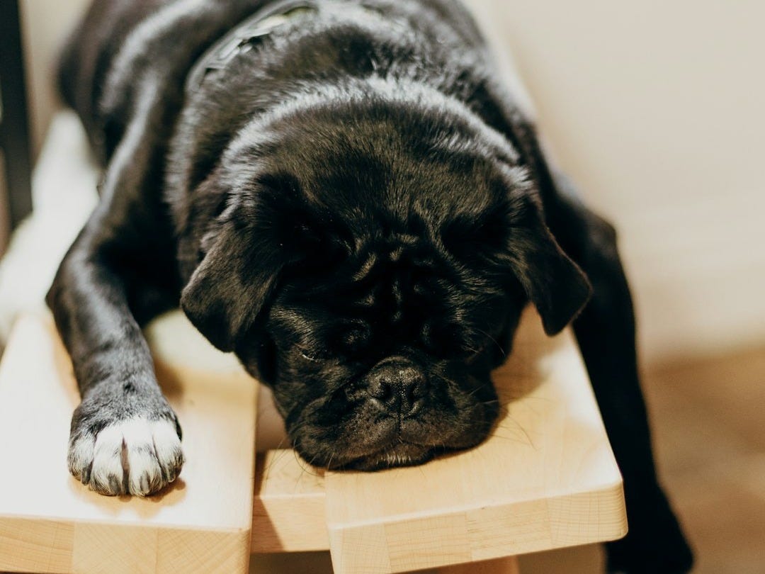 black pug lying on brown wooden chair