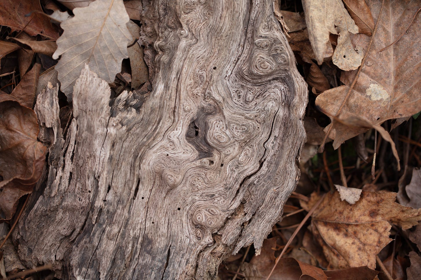 An overhead view of old, dry wood lying in a pile of brown leaves. The wood is pale tan and has many swirling patterns in its grains