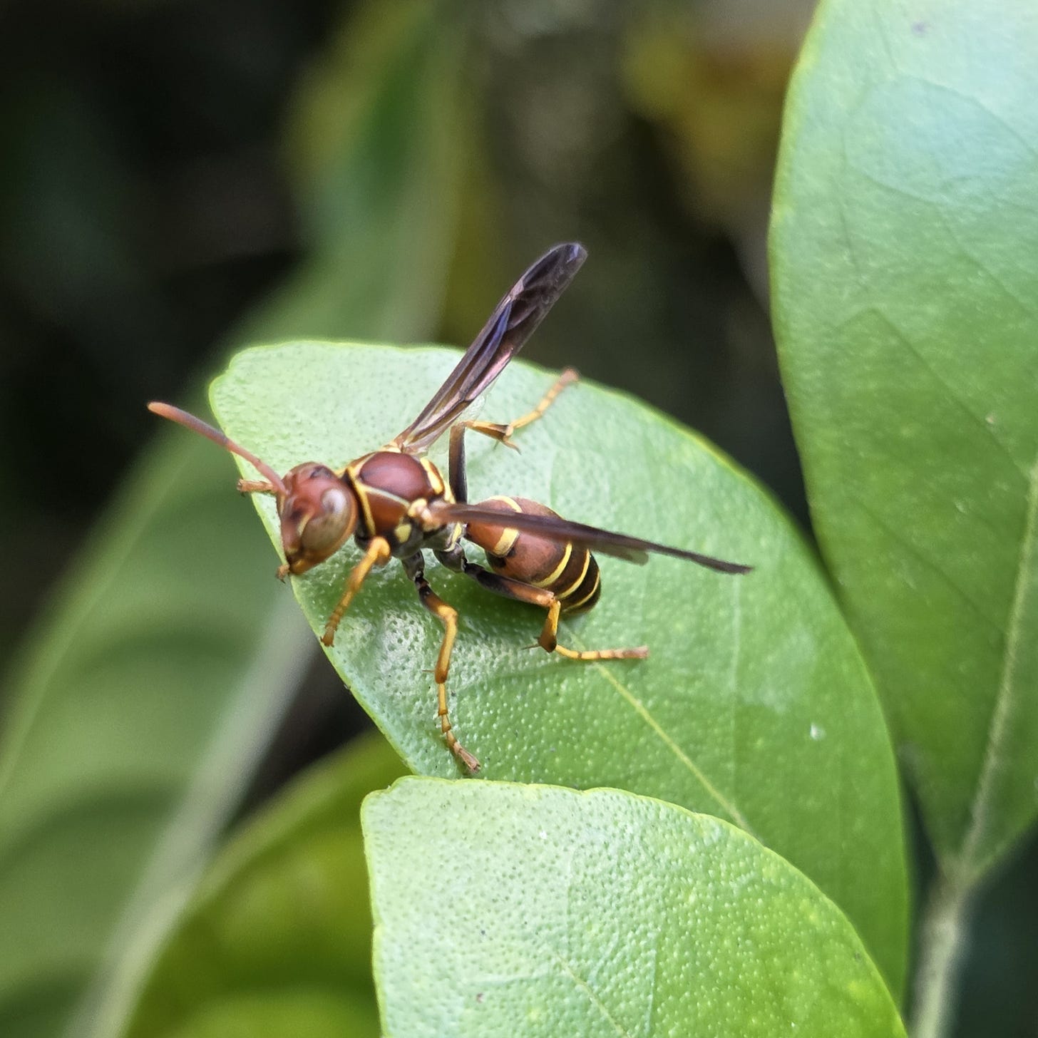 brown bodied wasp with yellow stripes and accents sitting on a green leaf