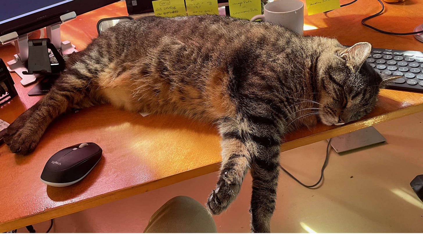 cat Buddy lying on desk cat Buddy lying on desk