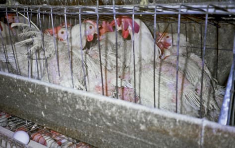 Image credit: Farm Sanctuary