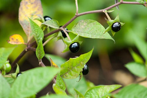 Large shiny black berries on long stalks amid green leaves.