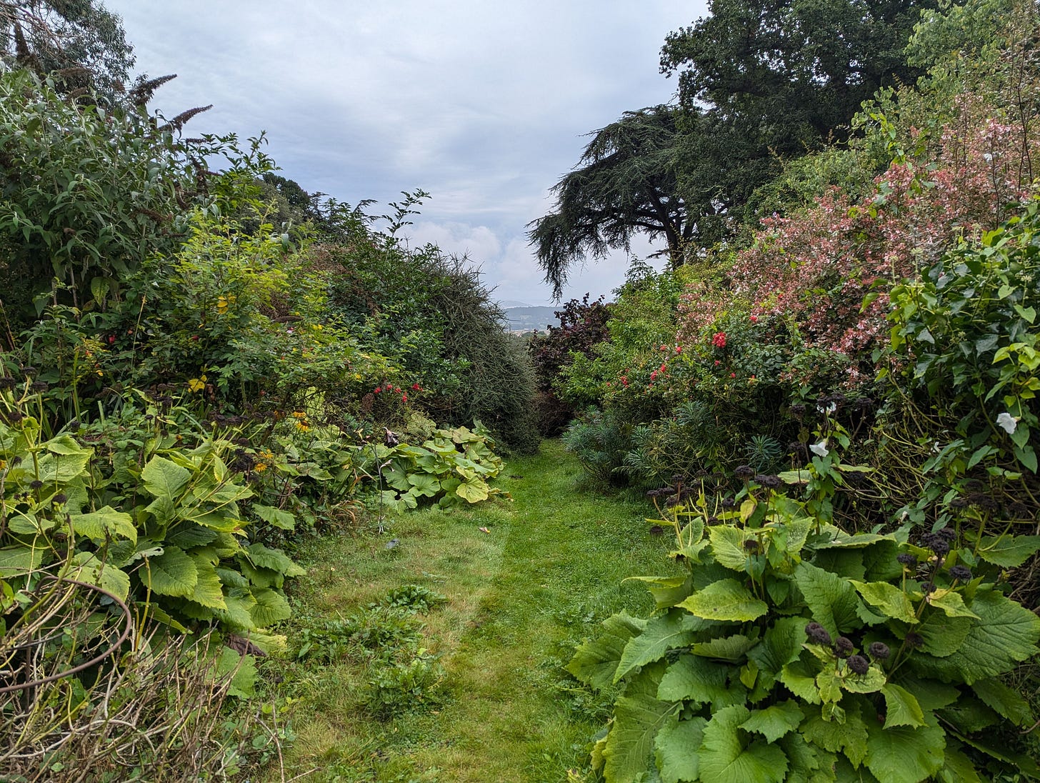 Shrubs and Hedge in Exeter's Capability Brown Gardens Shrubs and Hedge in Exeter's Capability Brown Gardens